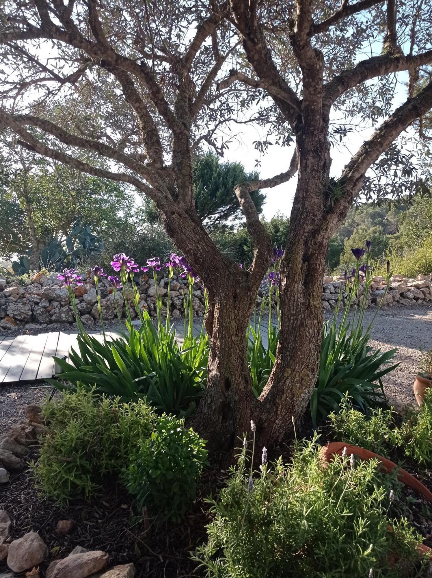 אס קובייס Sa Vinya Casa De Campo מראה חיצוני תמונה